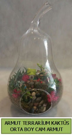 Cam Armut terrarium 5 kakts  Batkent Ankara iek gnderme 